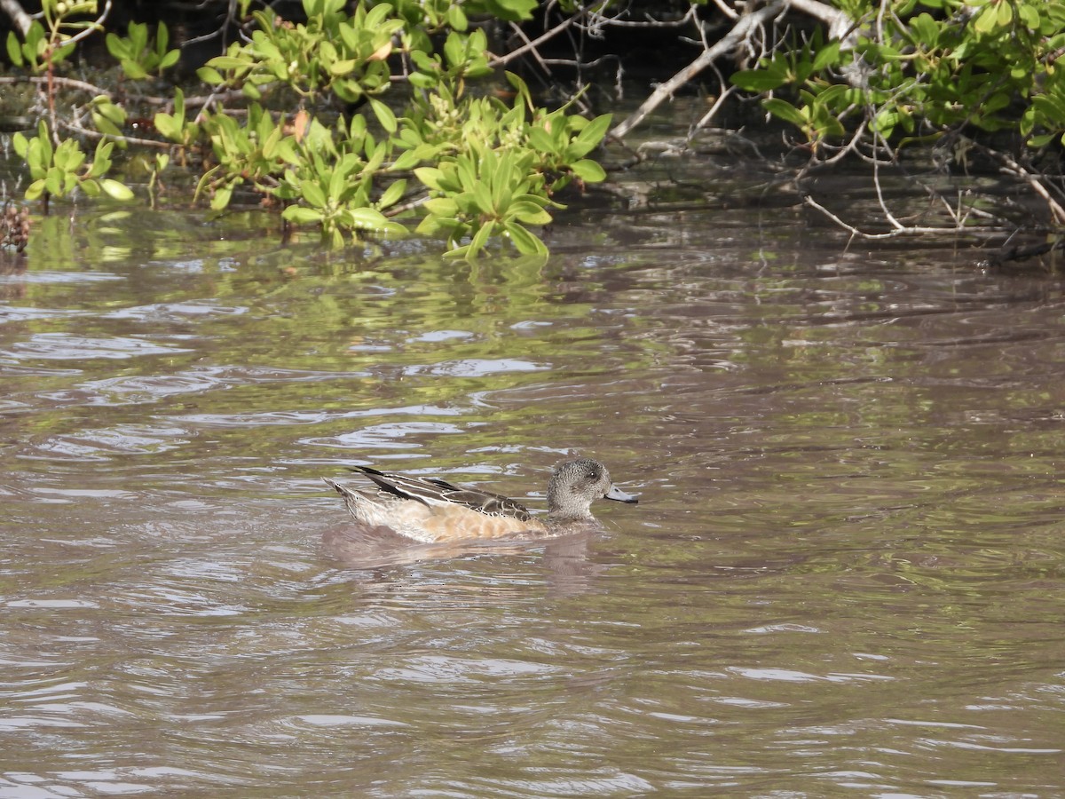 American Wigeon - ML612248279