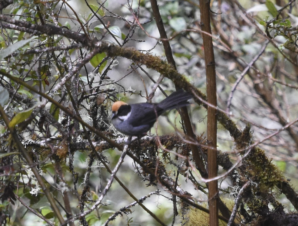 Slaty Brushfinch (Taczanowski's) - Annie Meyer