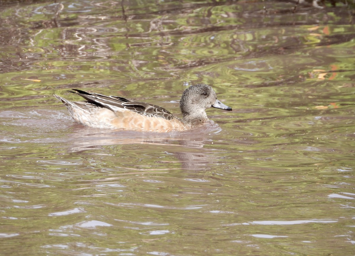 American Wigeon - ML612248290