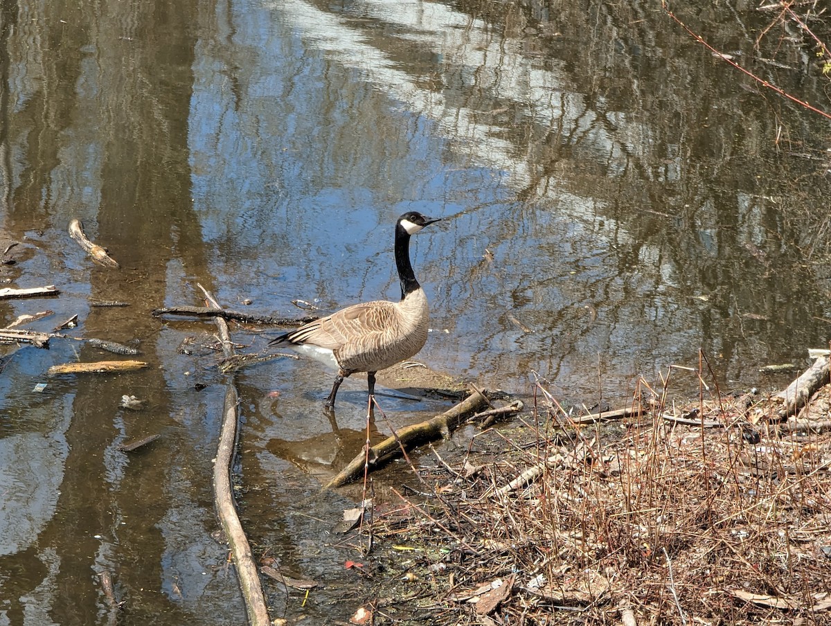 Canada Goose - ML612248325