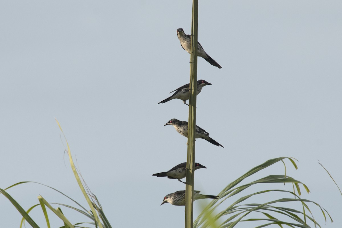 Metallic Starling - ML612248428