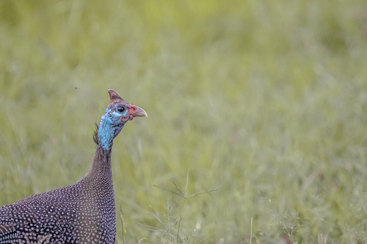 Helmeted Guineafowl - ML612248433