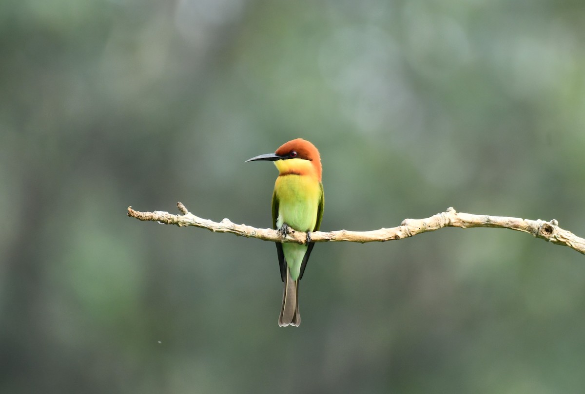 Chestnut-headed Bee-eater - Dr George P J