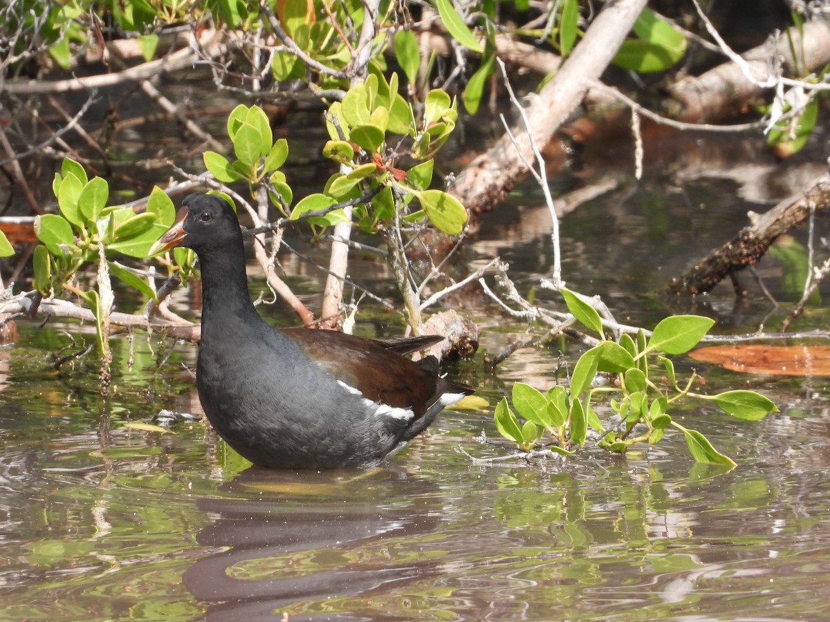 Gallinule d'Amérique - ML612248558