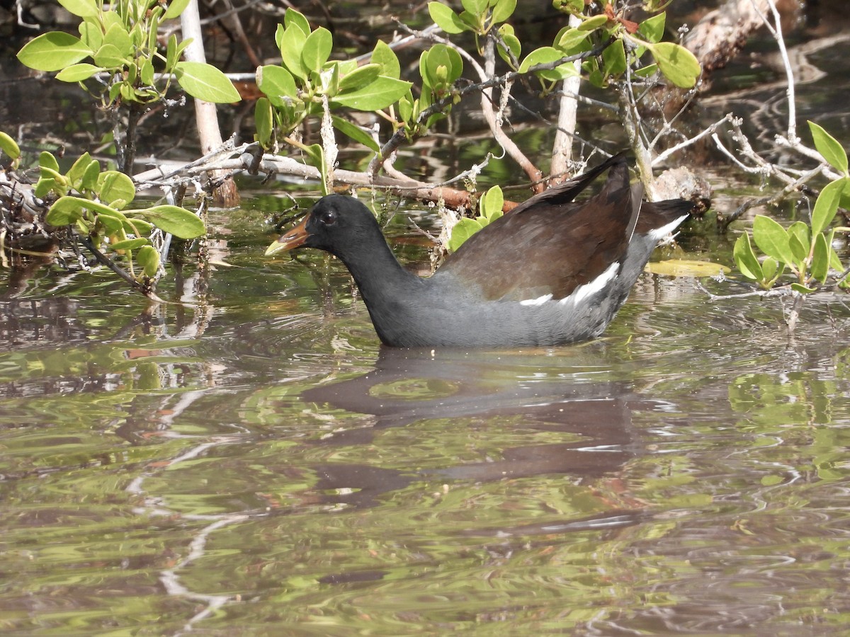 Common Gallinule - ML612248583