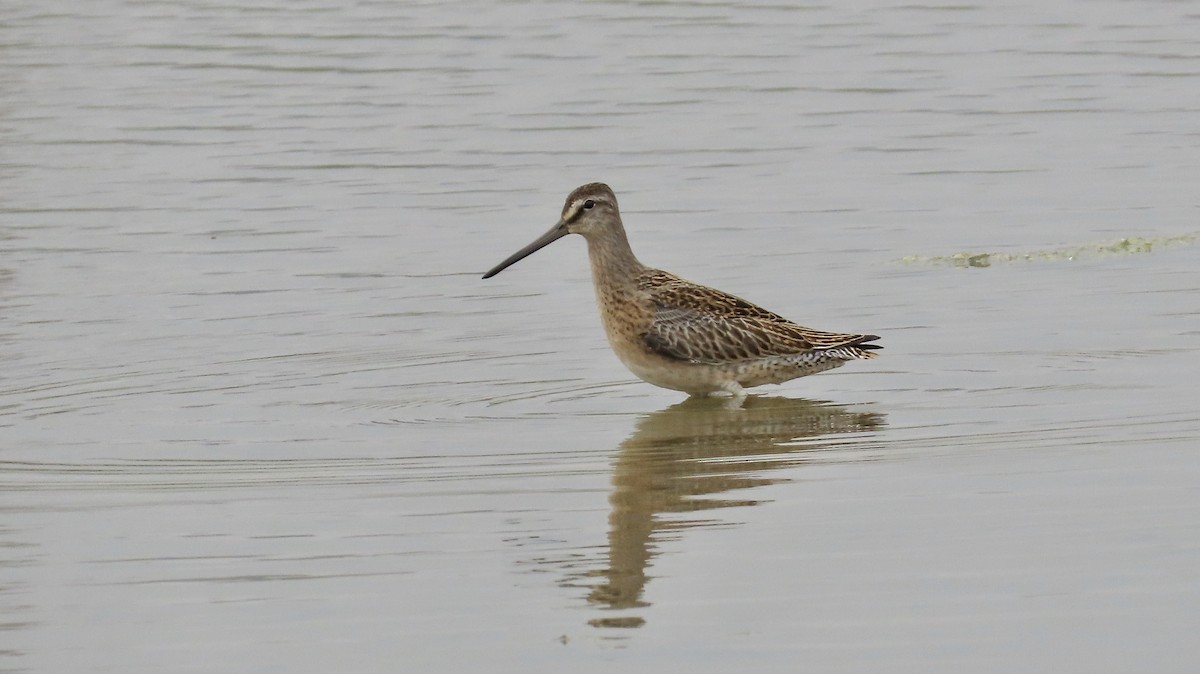 Short-billed Dowitcher - ML612248810