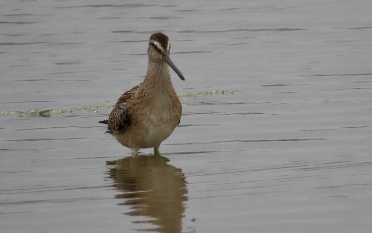 Short-billed Dowitcher - ML612248815