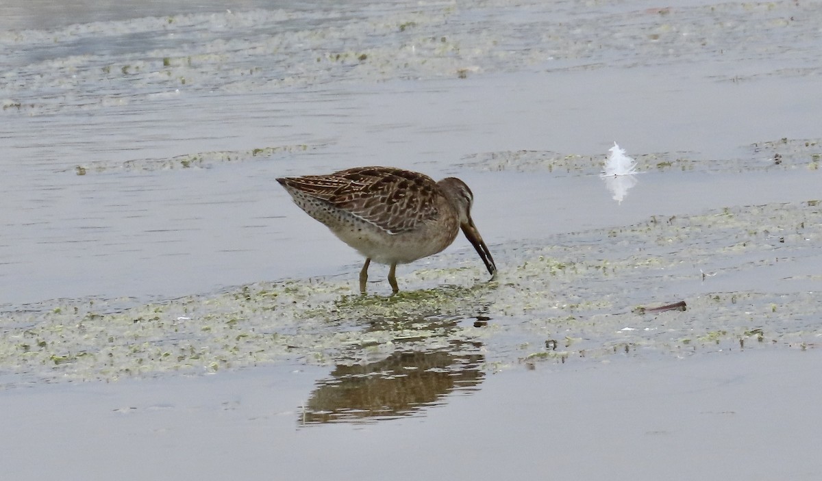 Short-billed Dowitcher - ML612248816