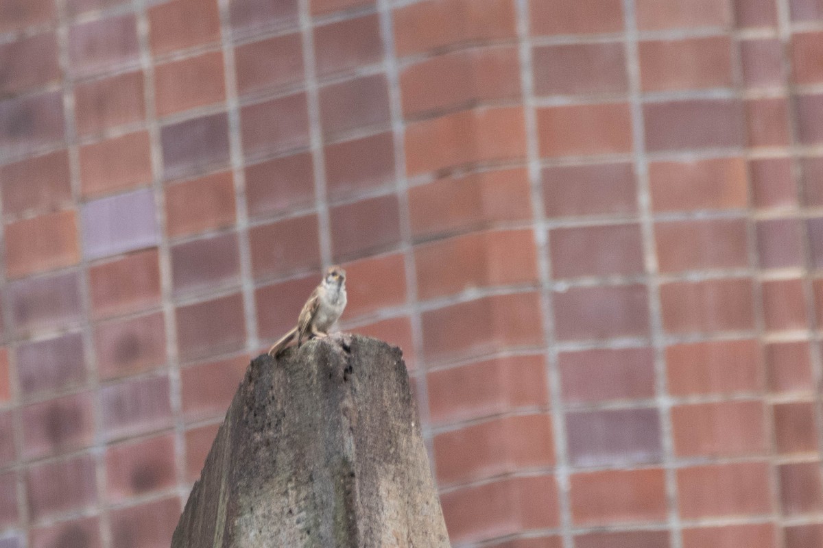 Хээрийн бор шувуу - ML612248881