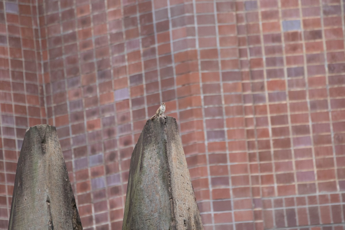 Хээрийн бор шувуу - ML612248882