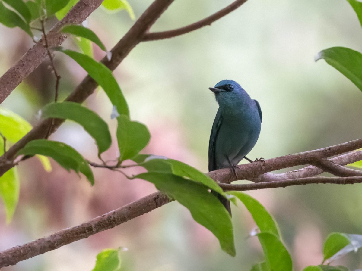 Verditer Flycatcher - ML612248884