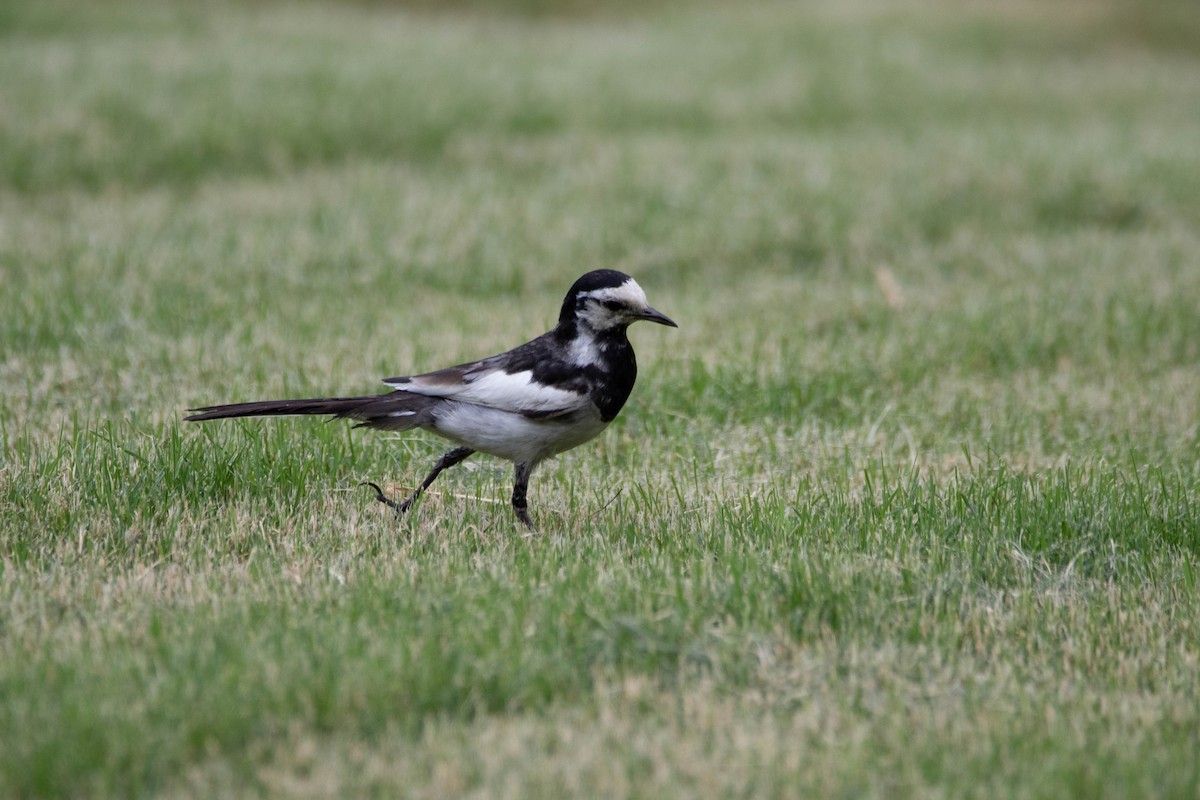 Хөх цэгцгий - ML612248885