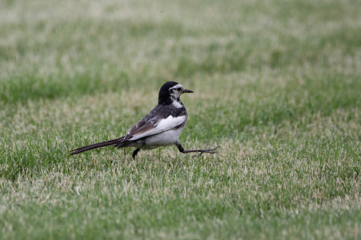 Хөх цэгцгий - ML612248887