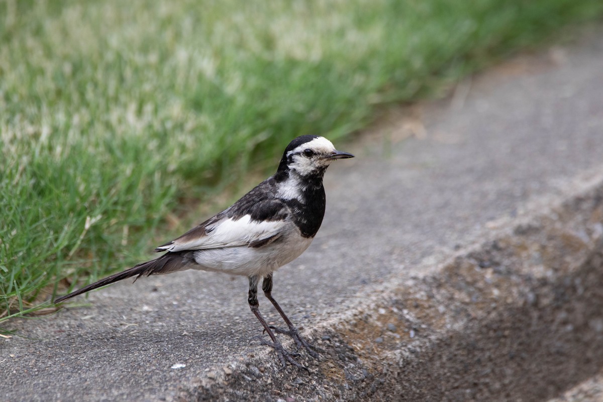 Хөх цэгцгий - ML612248888