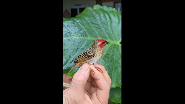 Quelea Cardenal - ML612249085