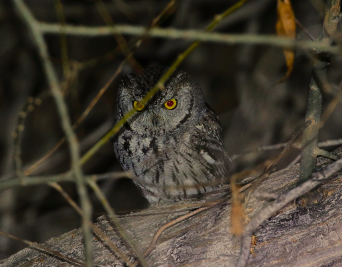 Western Screech-Owl - Rob Lowry