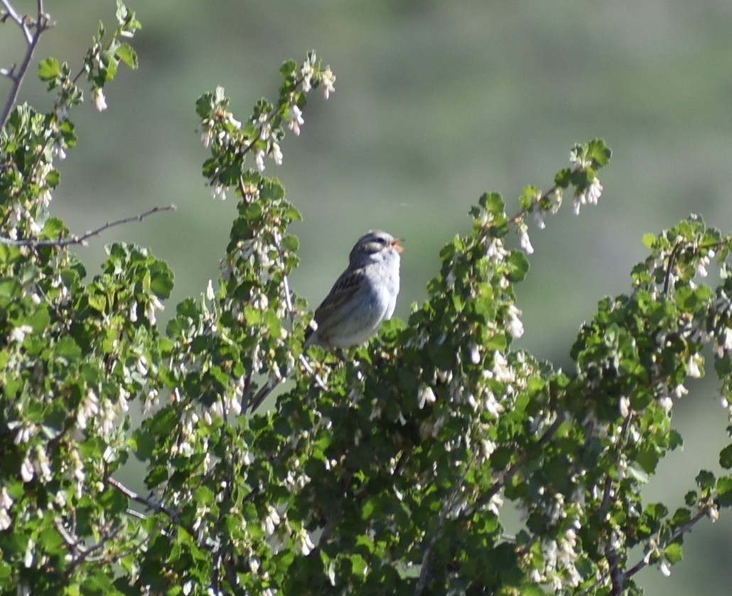 Brewer's Sparrow - ML612249136