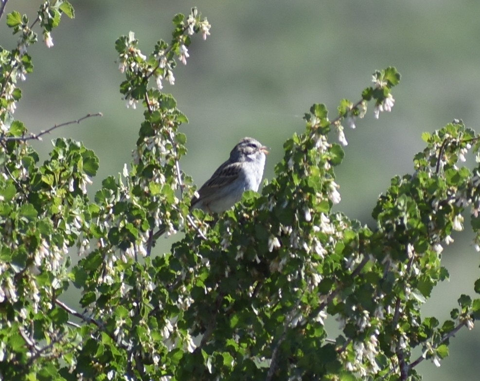 Brewer's Sparrow - ML612249137