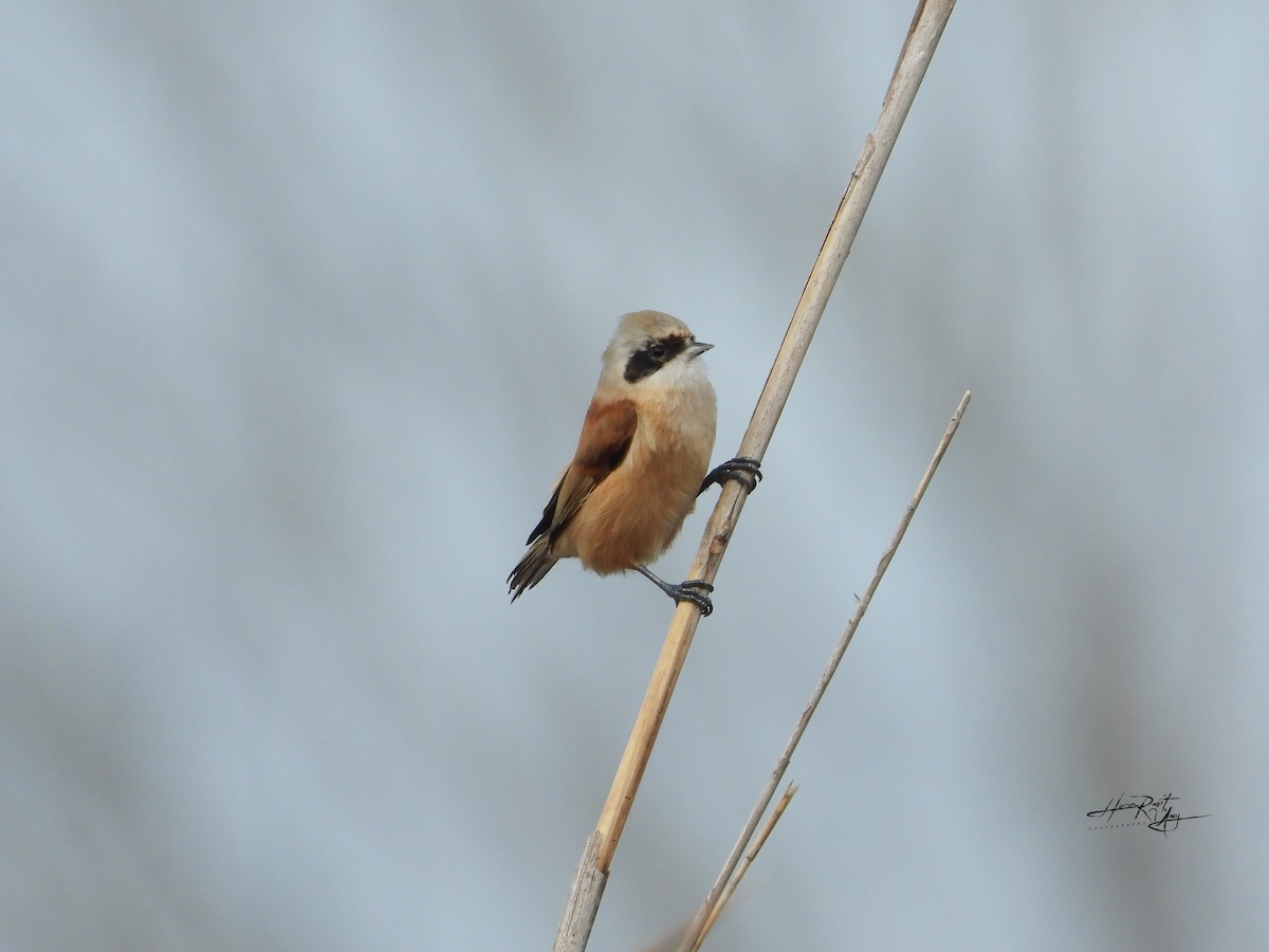 Eurasian Penduline-Tit - ML612249162