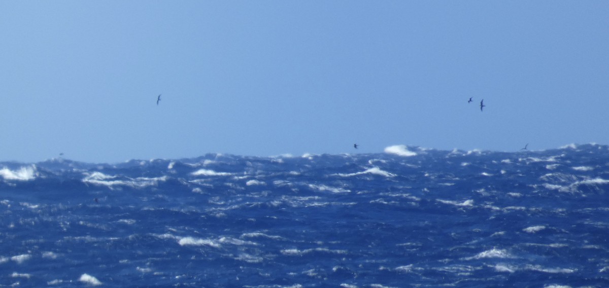 Great Frigatebird - ML612249178