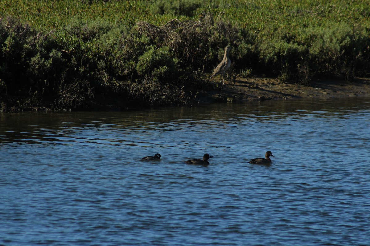 Bufflehead - ML612249226