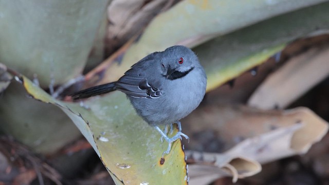 Slender Antbird - ML612249276