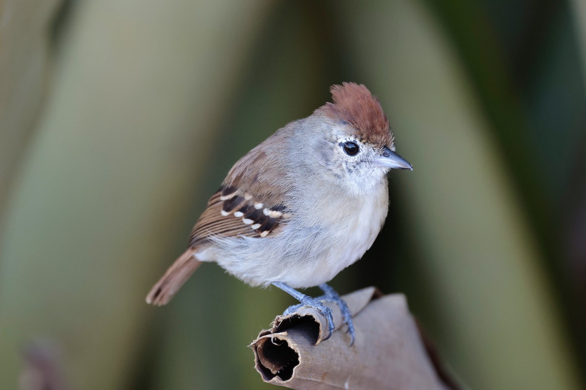 Silvery-cheeked Antshrike - ML612249451