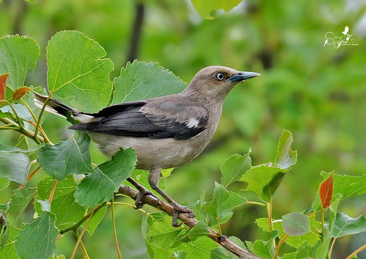 White-shouldered Starling - ML612249465