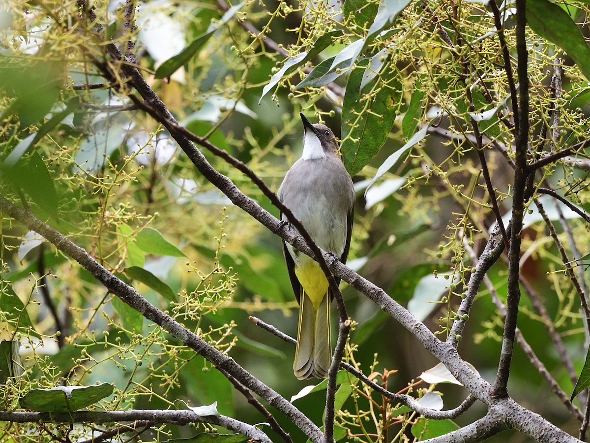 Cinereous Bulbul (Green-winged) - ML612249482