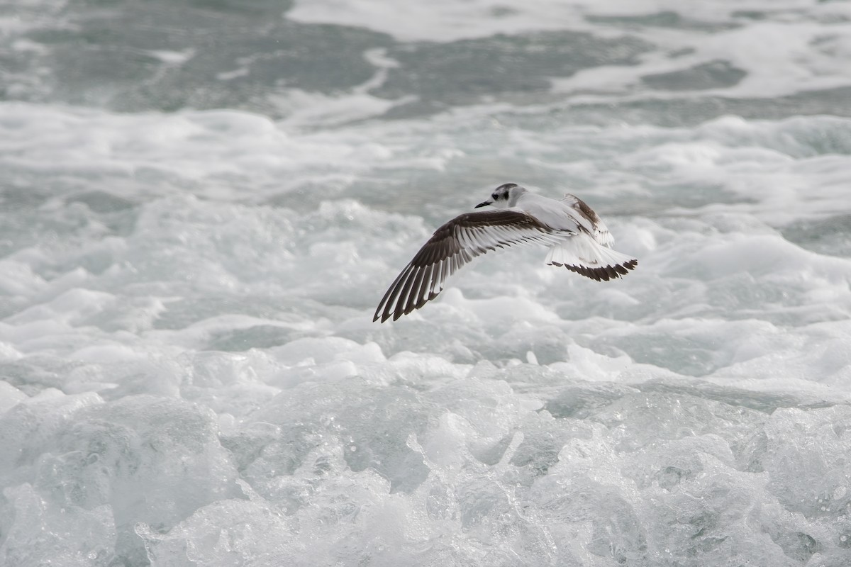 Mouette pygmée - ML612249646