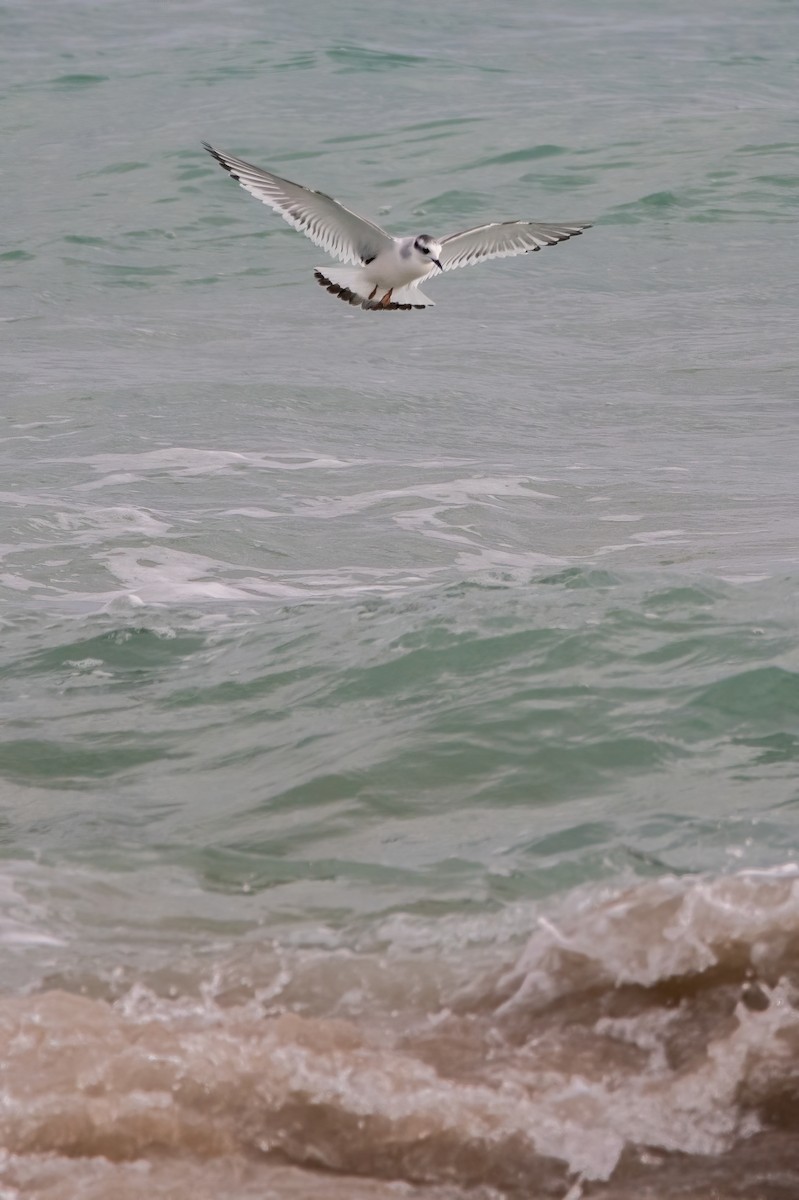 Mouette pygmée - ML612249647