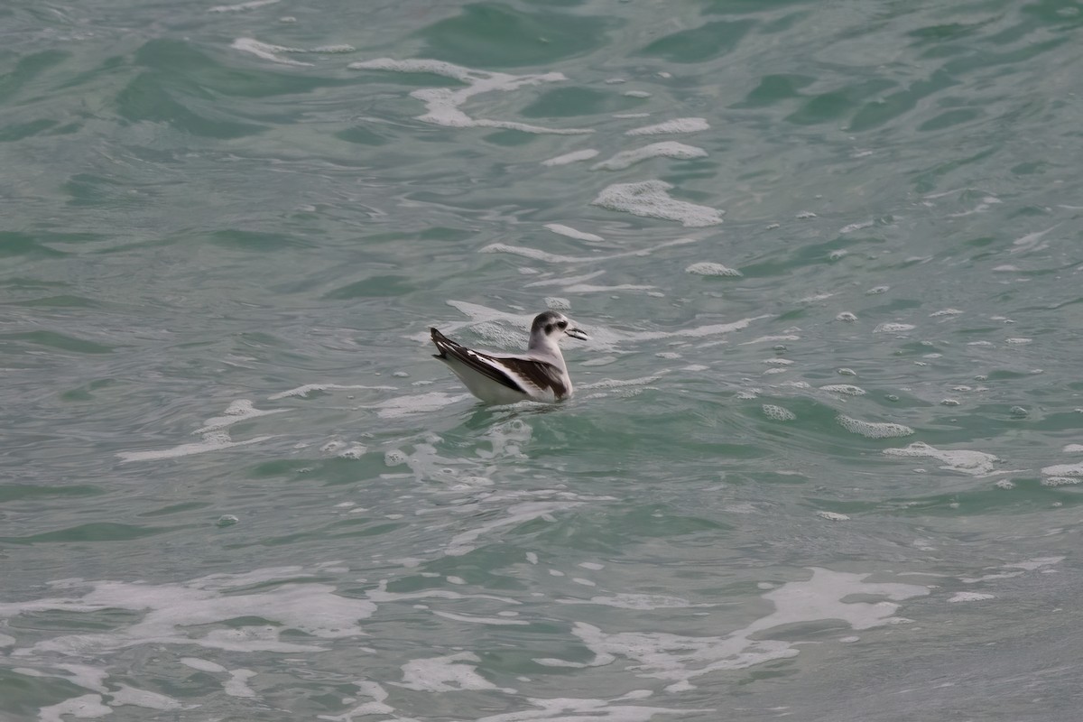 Mouette pygmée - ML612249649