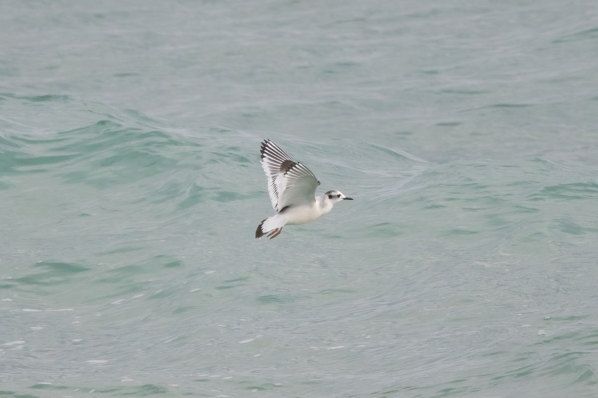 Mouette pygmée - ML612249652