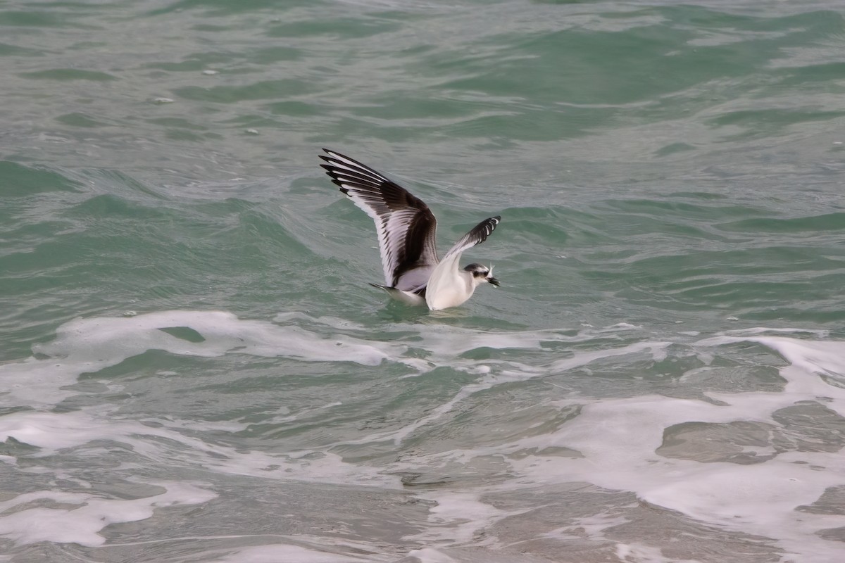 Little Gull - ML612249653