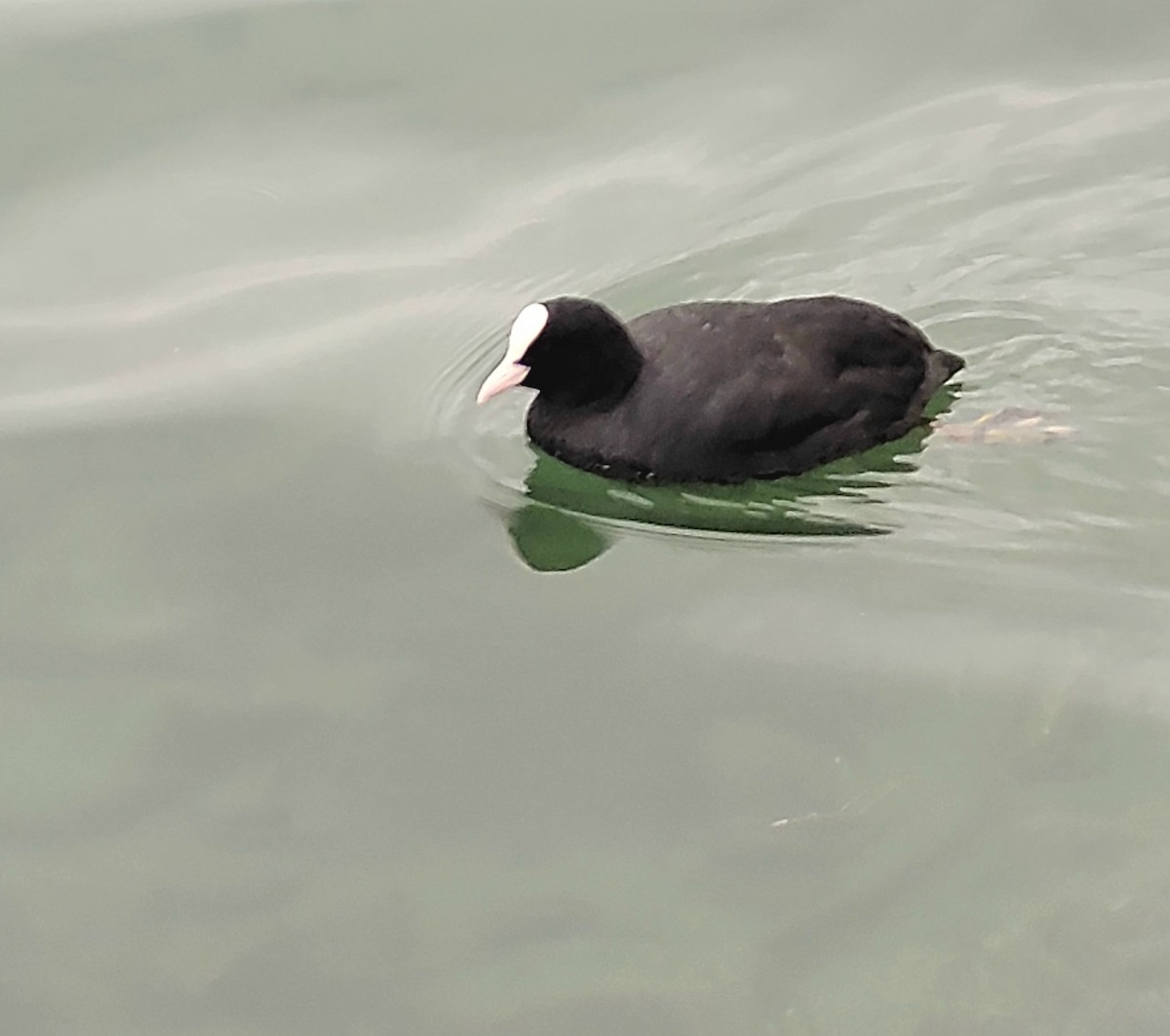 Eurasian Coot - ML612249756