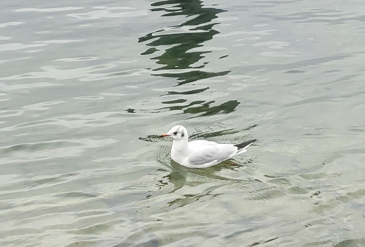 Black-headed Gull - ML612249826