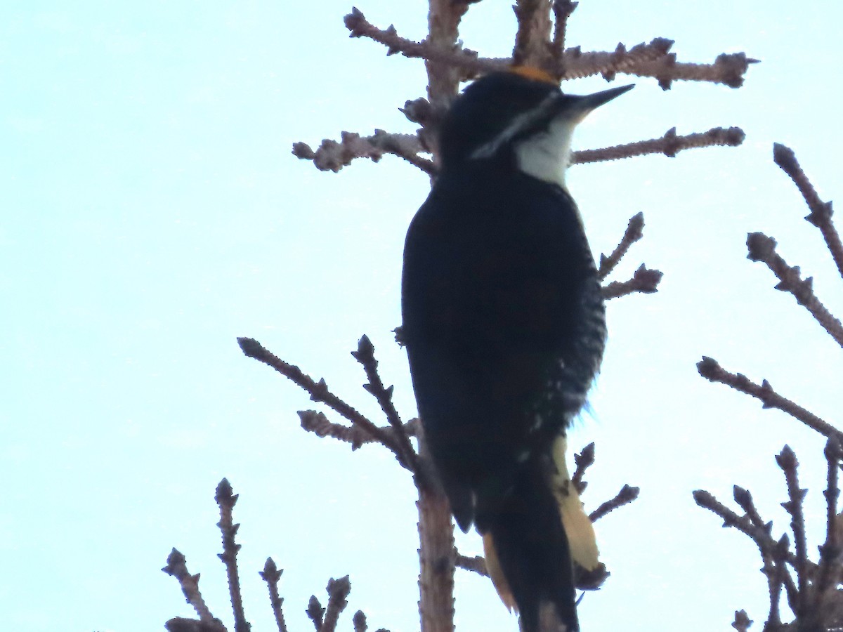 Black-backed Woodpecker - Laura Burke