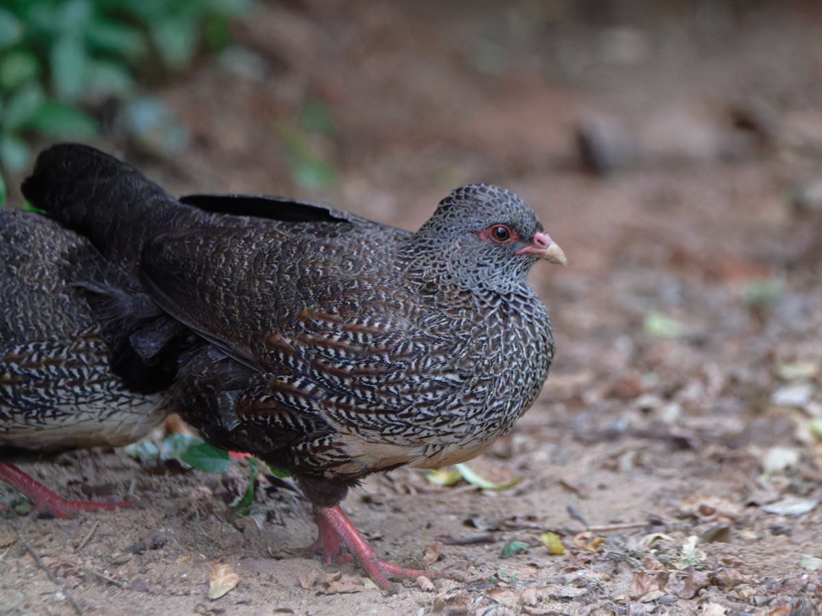 Stone Partridge - ML612249915