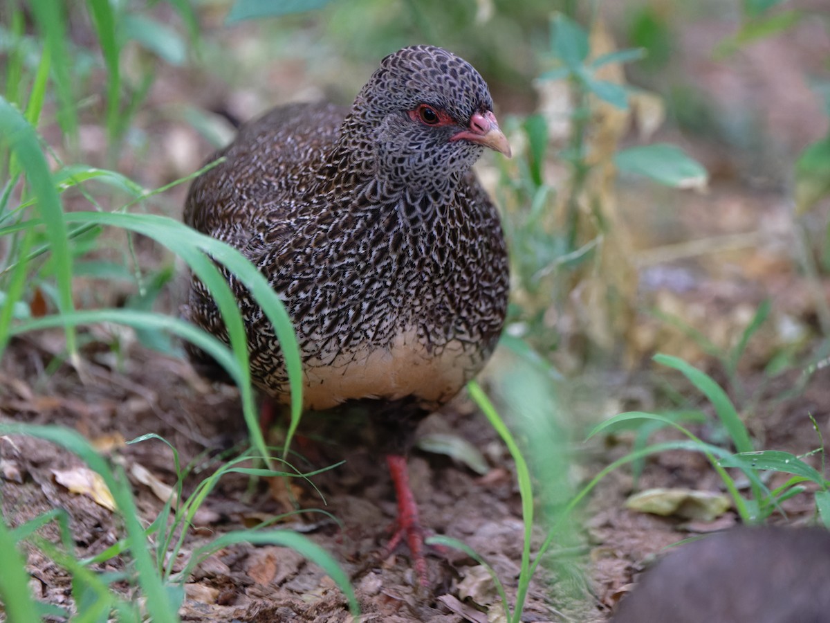 Stone Partridge - ML612249917