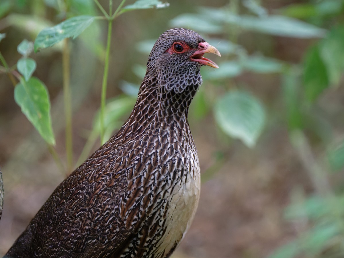 Stone Partridge - ML612249918