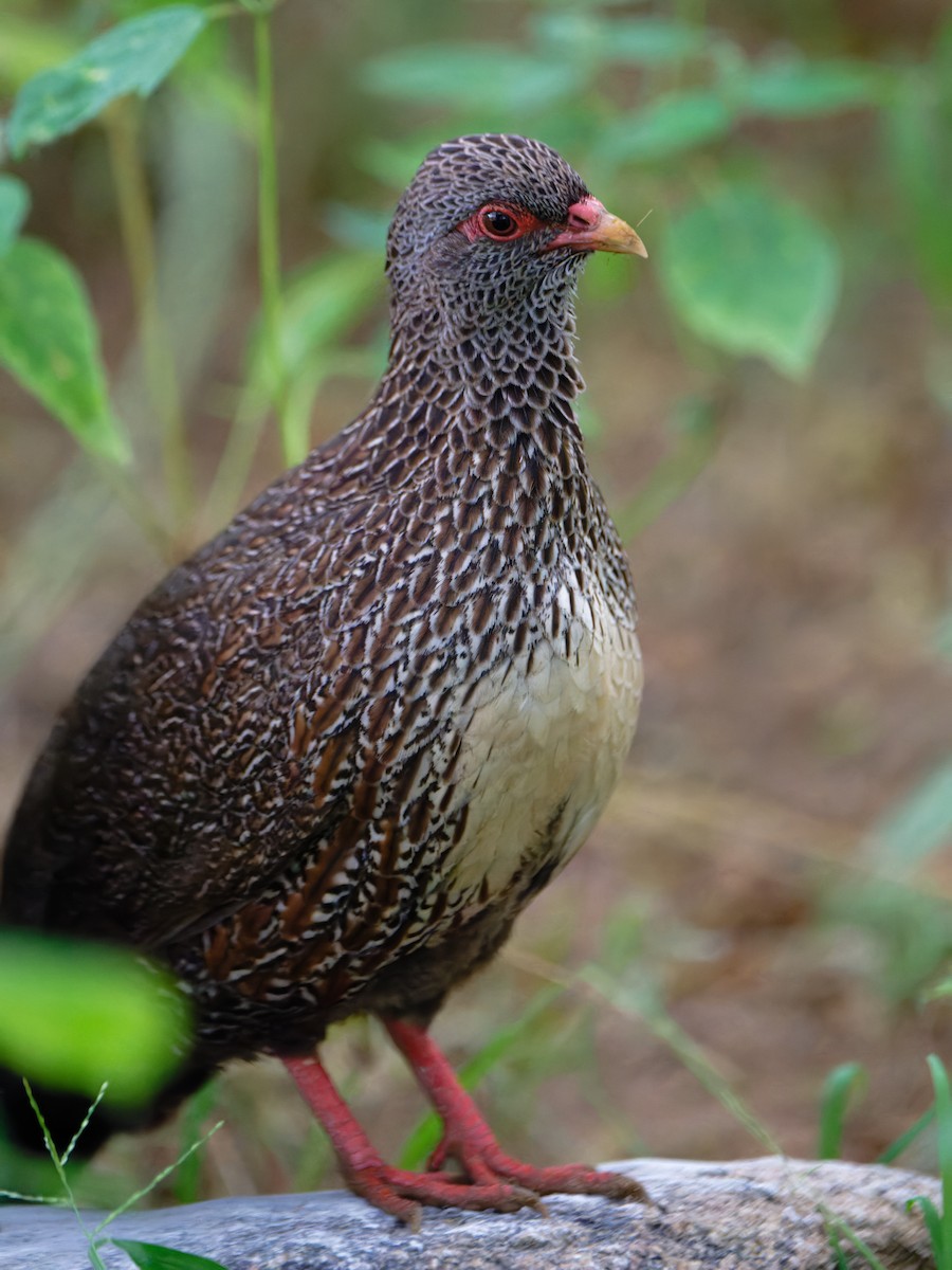 Stone Partridge - ML612249919