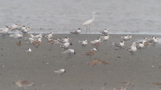 Chinese Crested Tern - ML612249929