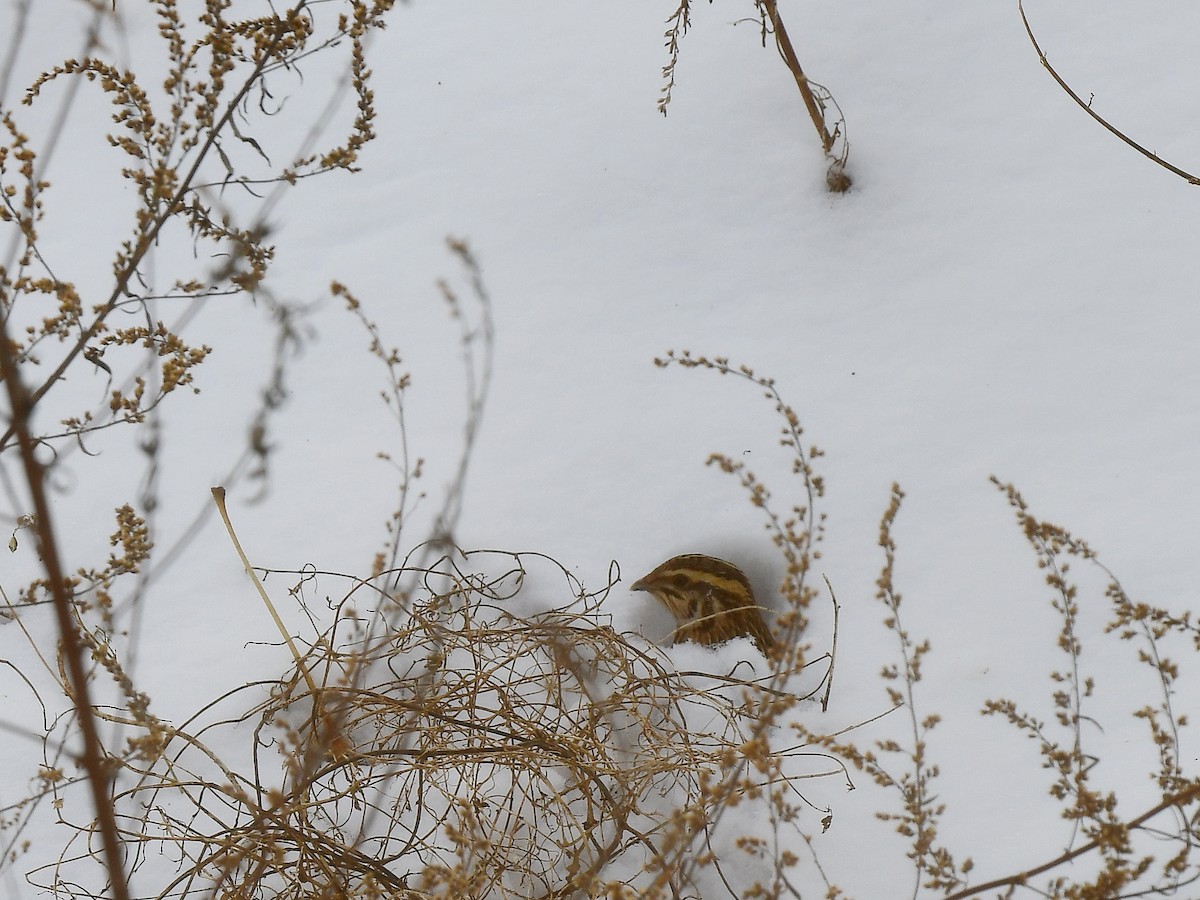 Japanese Quail - ML612249937