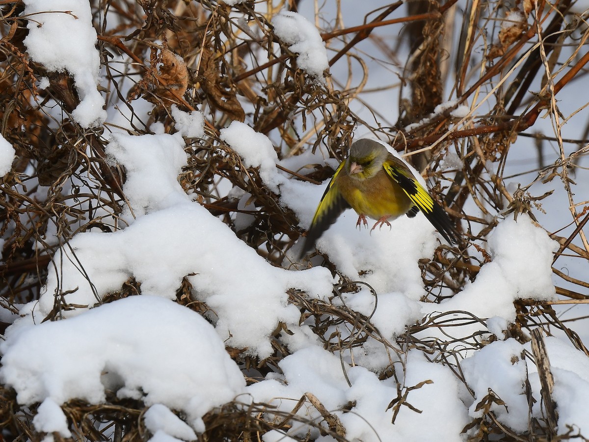 Oriental Greenfinch - xiaobo wang