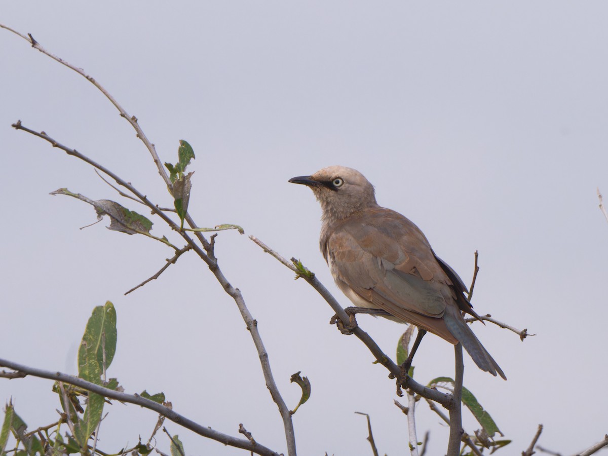 Fischer's Starling - ML612249957