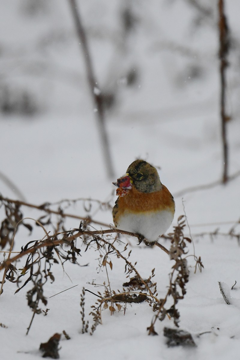 Brambling - ML612249967