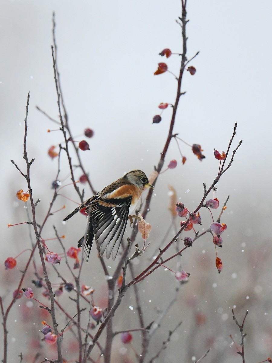 Brambling - ML612249968