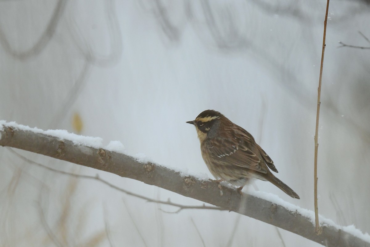 Siberian Accentor - ML612249975