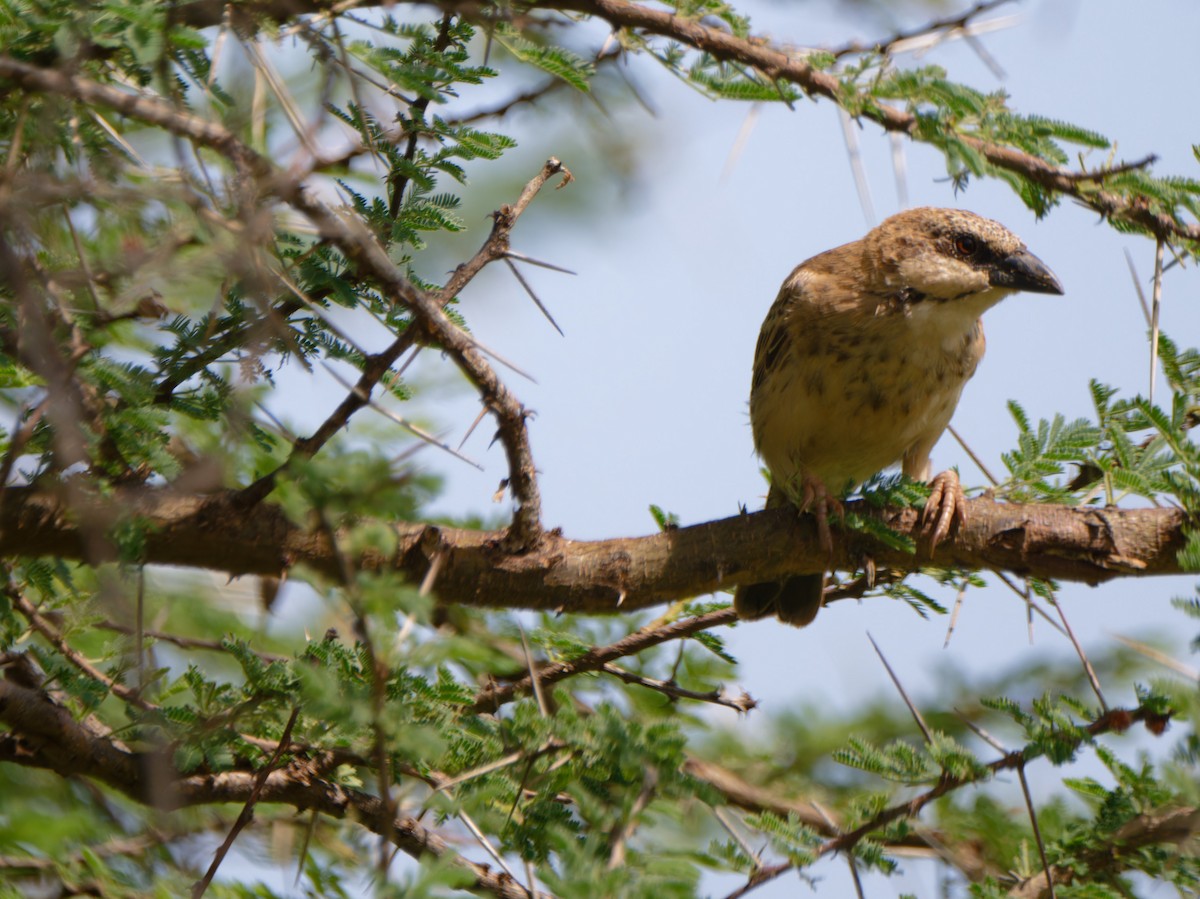 Donaldson Smith's Sparrow-Weaver - ML612250057