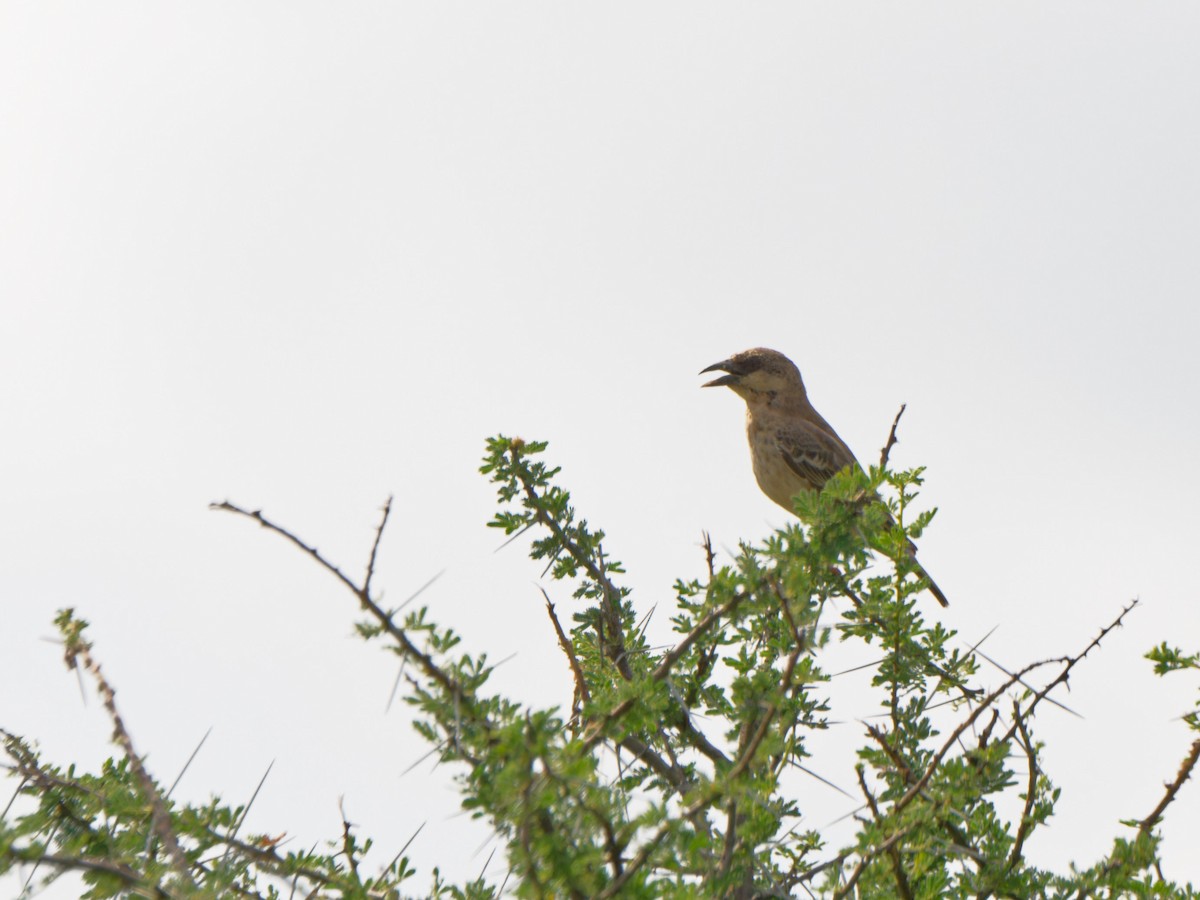 Donaldson Smith's Sparrow-Weaver - ML612250059